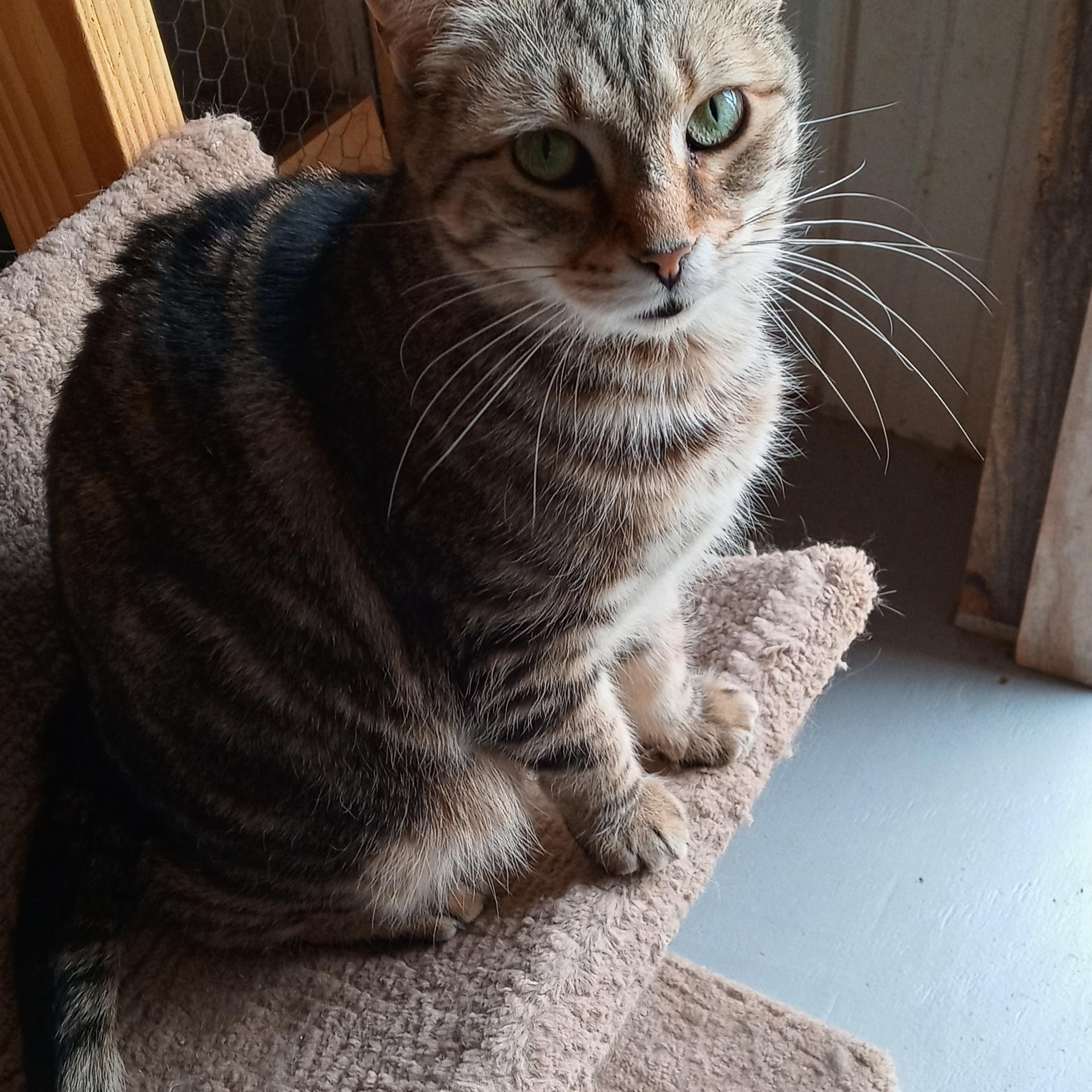 Enlarge Tabitha, a Adoptable Tabby in Laurelville, OH image 2/4