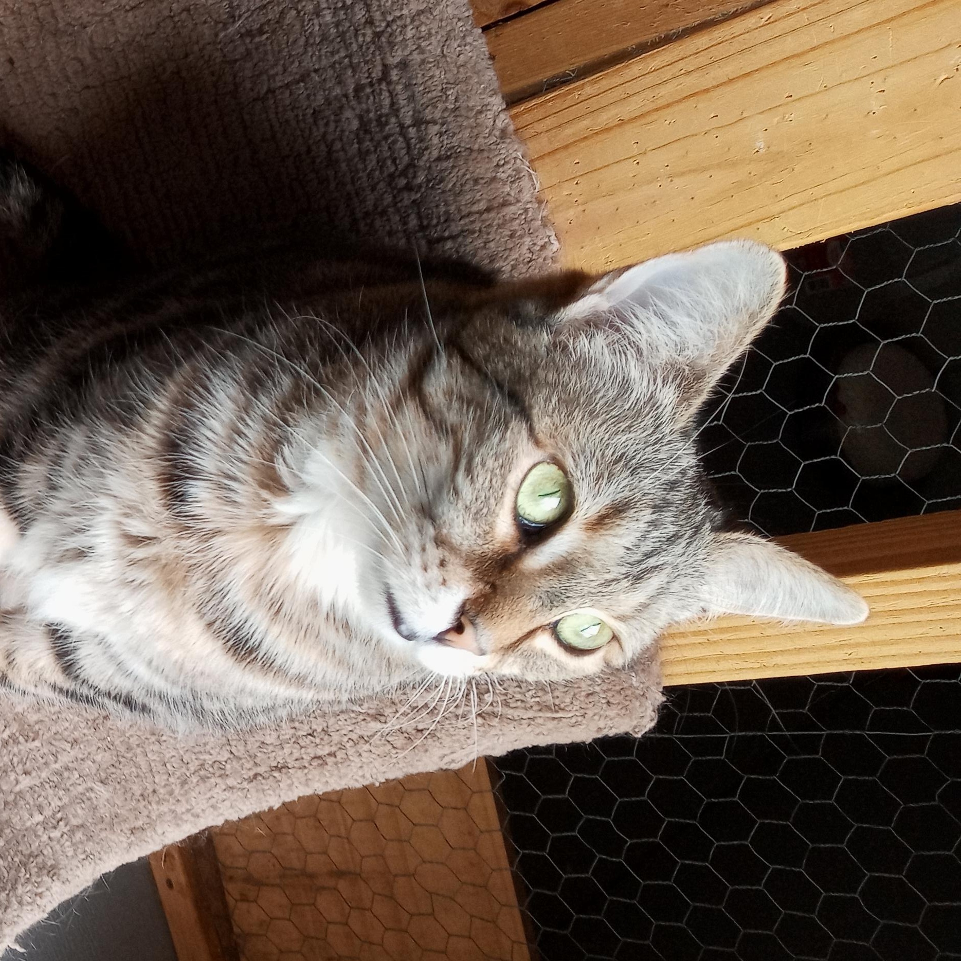 Enlarge Tabitha, a Adoptable Tabby in Laurelville, OH image 3/4