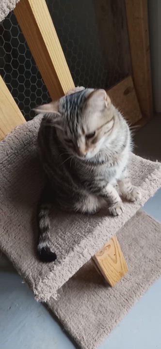 Enlarge Tabitha, a Adoptable Tabby in Laurelville, OH video 4/4