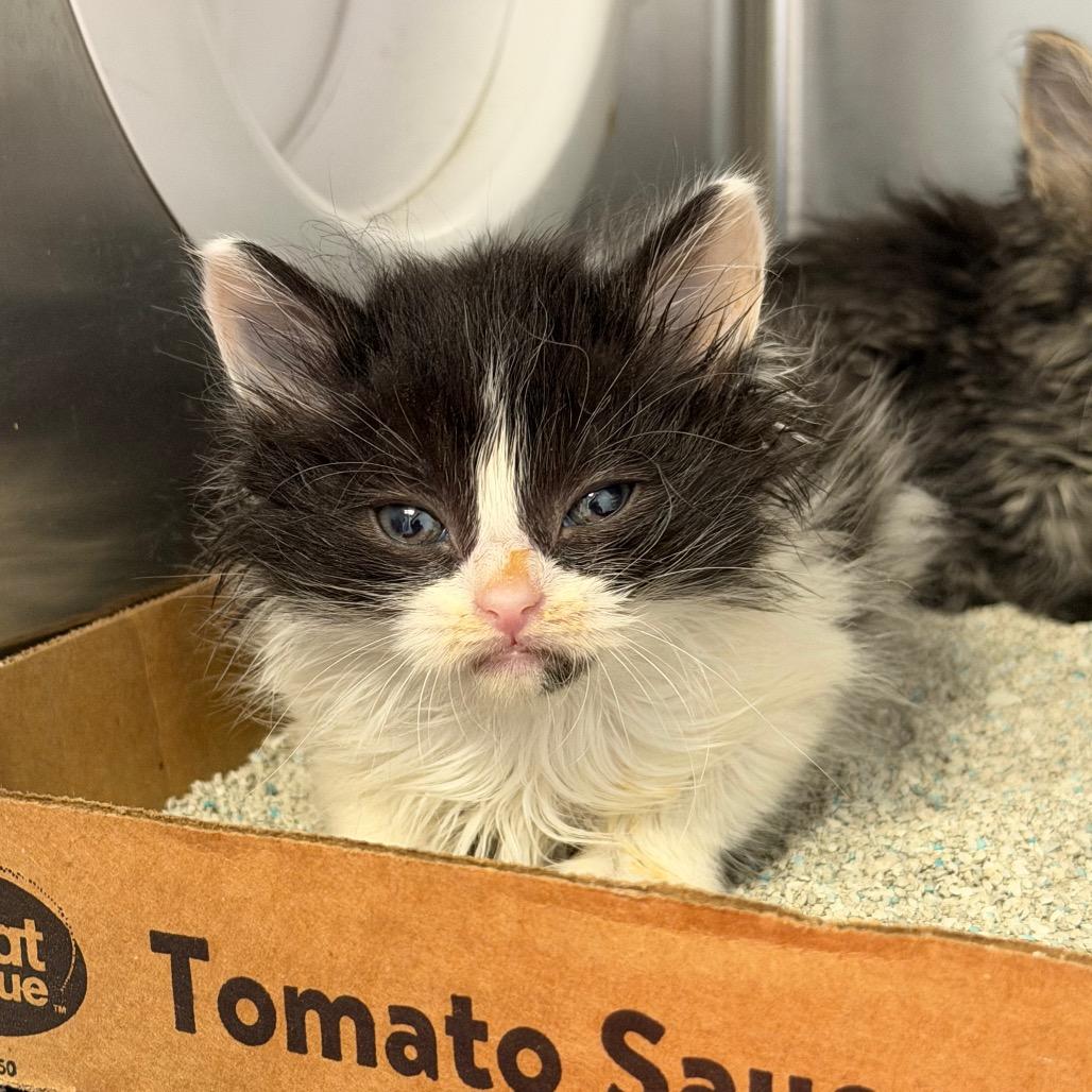 Purrincess, Adoptable, Kitten Female Domestic Long Hair.