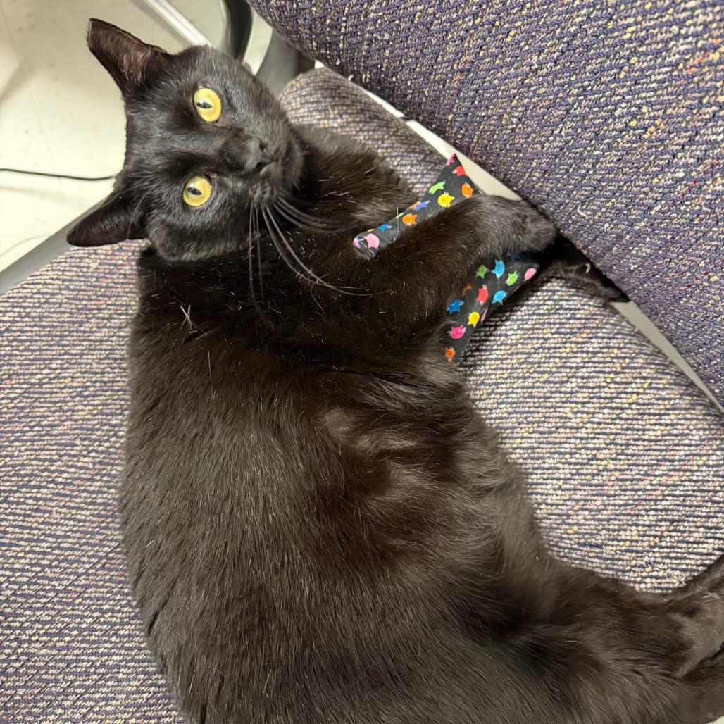 Key Lime Pie, a Adoptable Domestic Short Hair in Marshall, VA image 1/6