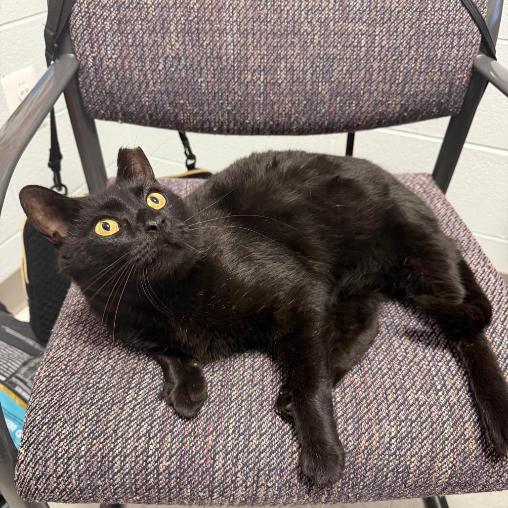 Key Lime Pie, a Adoptable Domestic Short Hair in Marshall, VA image 2/6