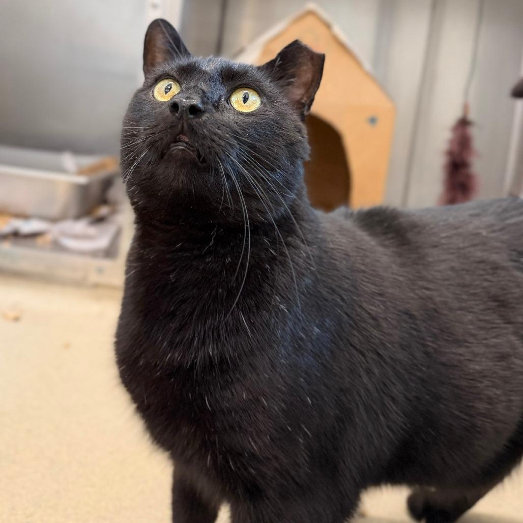 Key Lime Pie, a Adoptable Domestic Short Hair in Marshall, VA image 3/6