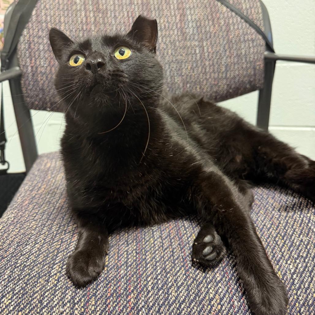 Key Lime Pie, a Adoptable Domestic Short Hair in Marshall, VA image 4/6