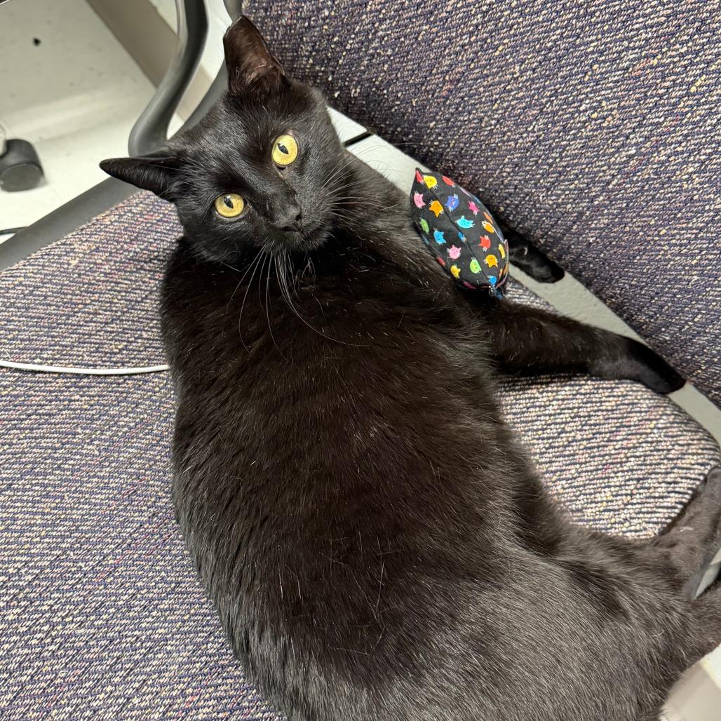 Key Lime Pie, a Adoptable Domestic Short Hair in Marshall, VA image 5/6