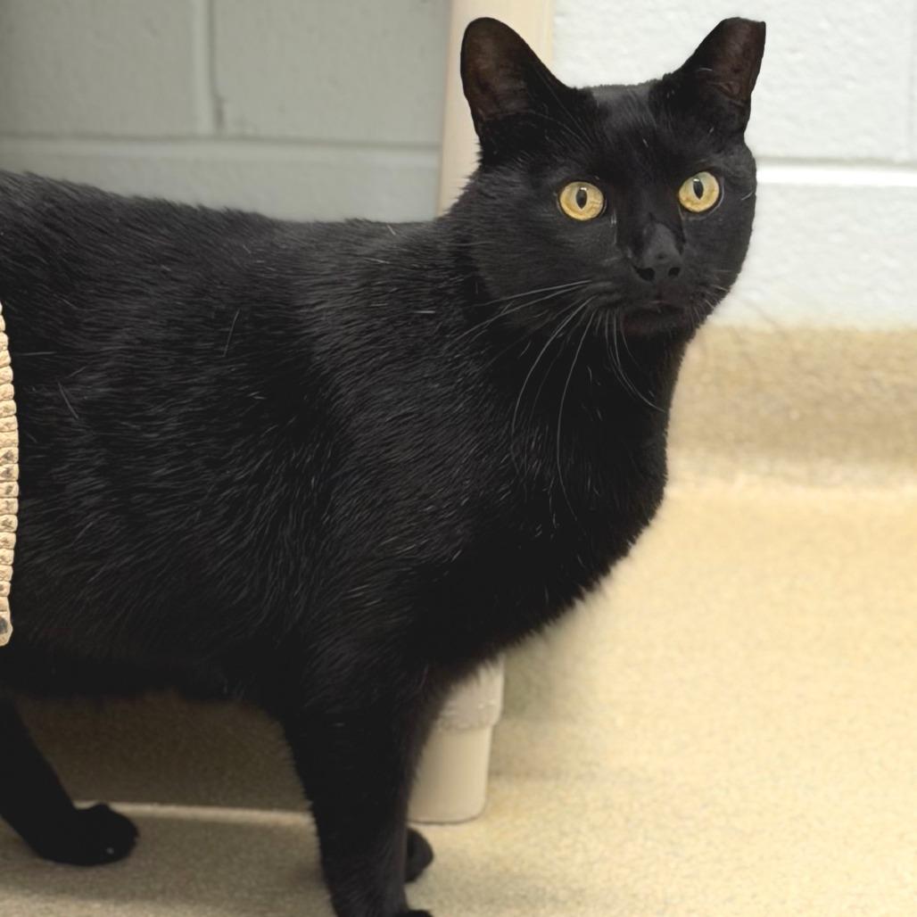 Key Lime Pie, a Adoptable Domestic Short Hair in Marshall, VA image 6/6