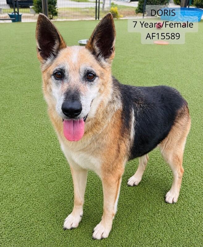 Enlarge Doris, a Adoptable mixed breed in Supply, NC image 1/1