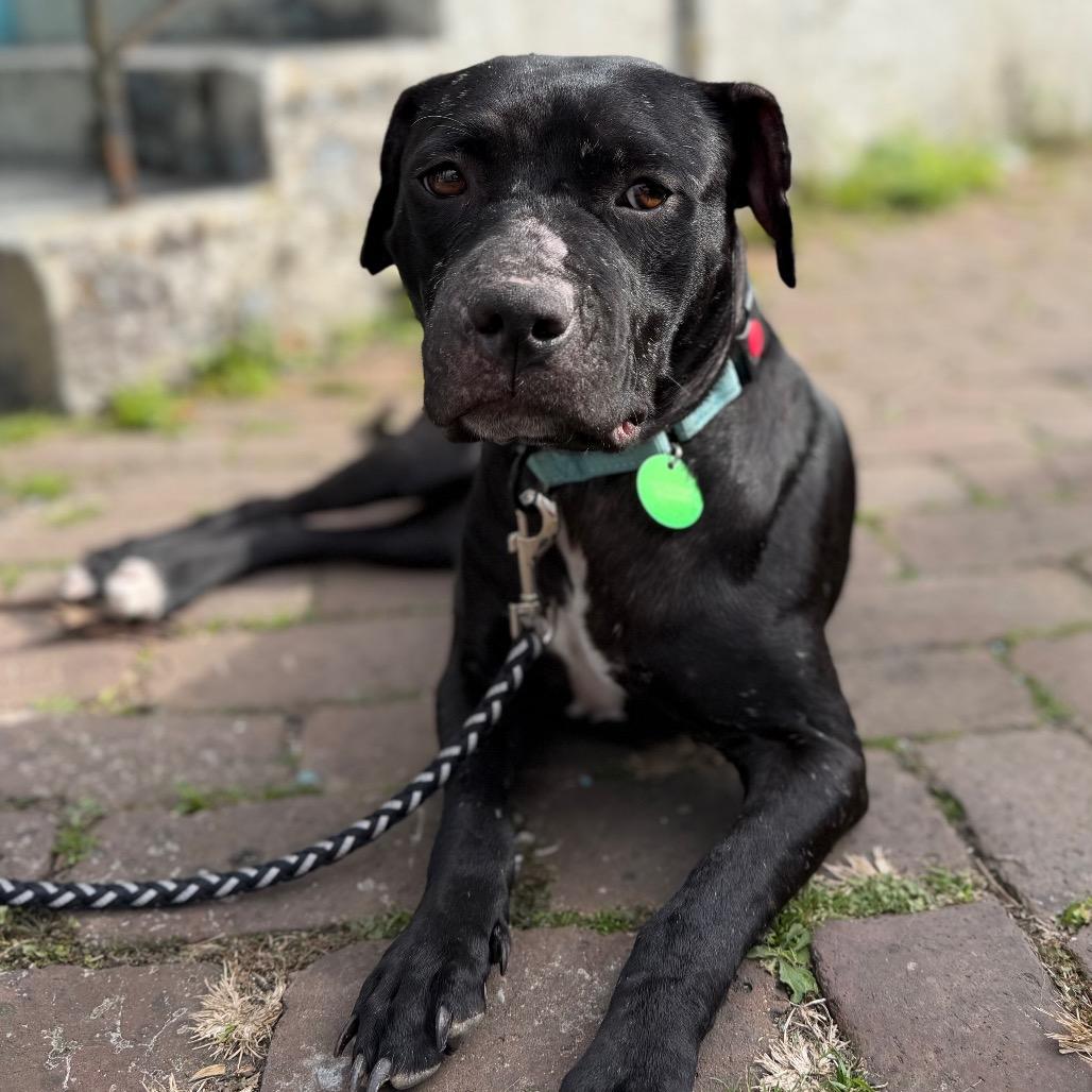 Enlarge Lucille Pawll, a Adoptable Pit Bull Terrier in New Orleans, LA image 5/6