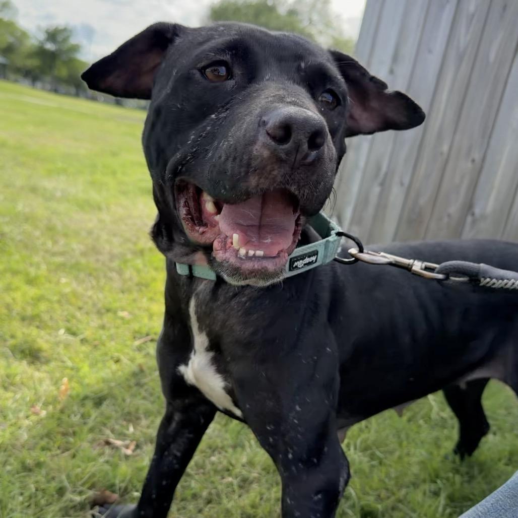 Enlarge Lucille Pawll, a Adoptable Pit Bull Terrier in New Orleans, LA image 1/6