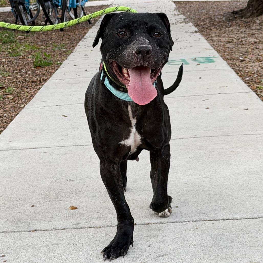 Enlarge Lucille Pawll, a Adoptable Pit Bull Terrier in New Orleans, LA image 4/6