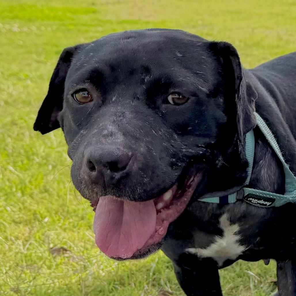 Enlarge Lucille Pawll, a Adoptable Pit Bull Terrier in New Orleans, LA image 2/6