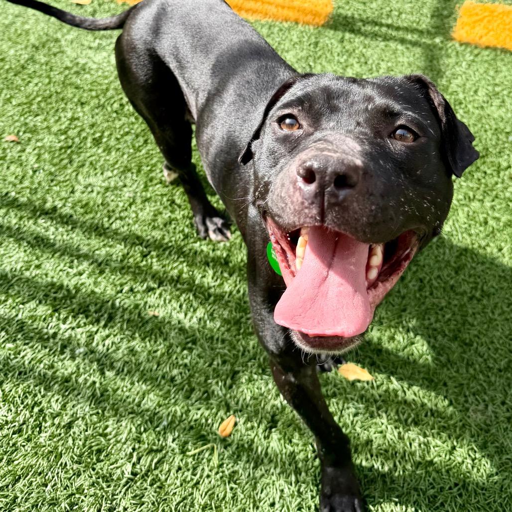 Enlarge Lucille Pawll, a Adoptable Pit Bull Terrier in New Orleans, LA image 6/6