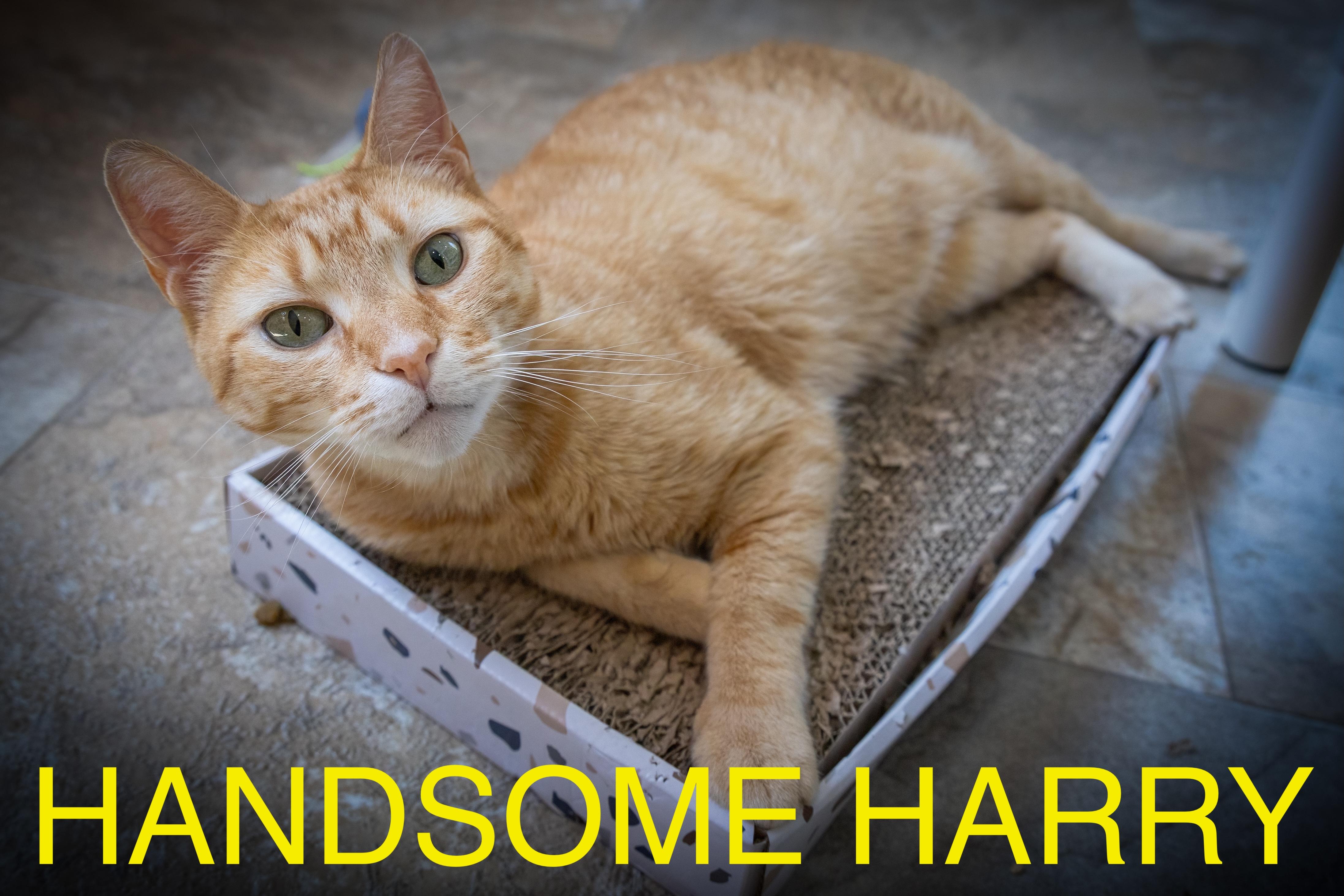 Handsome Harry (FCID# 06/02/25-80 BPS) KDC photo 4