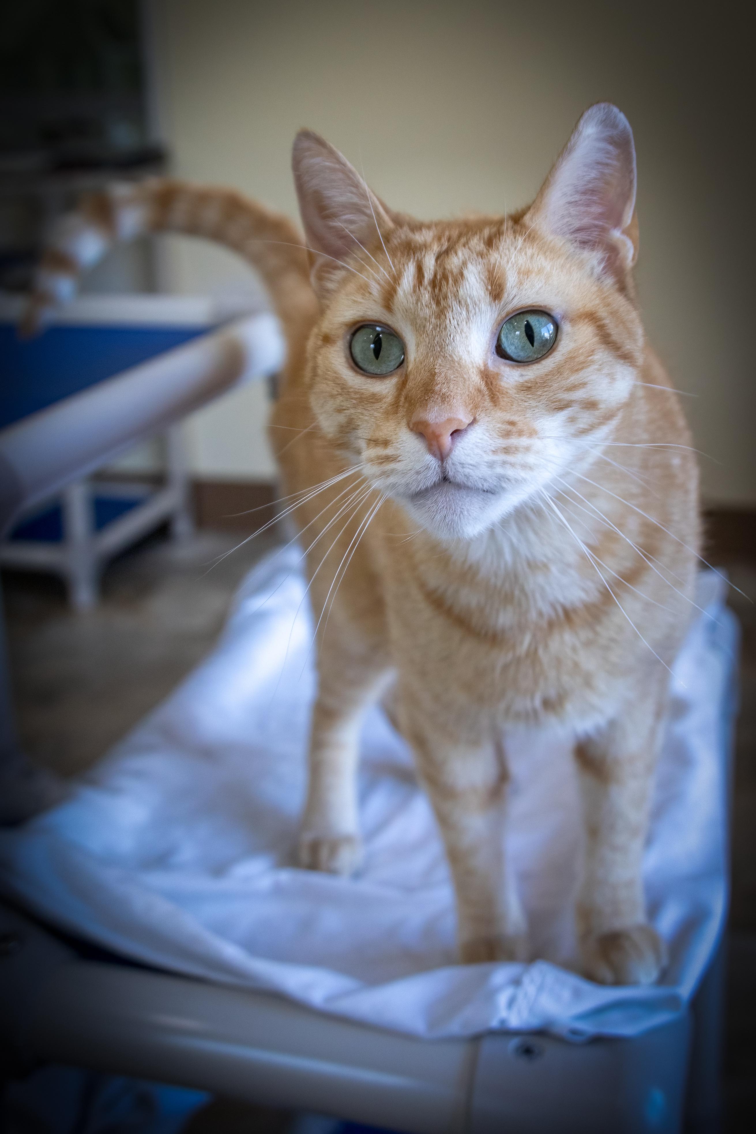 Handsome Harry (FCID# 06/02/25-80 BPS) KDC photo 3