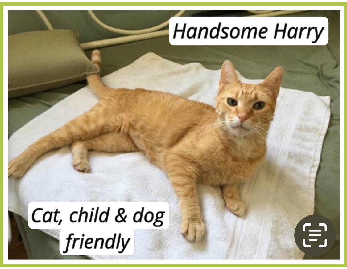 Handsome Harry (FCID# 06/02/25-80 BPS) KDC, Adult Male Tabby