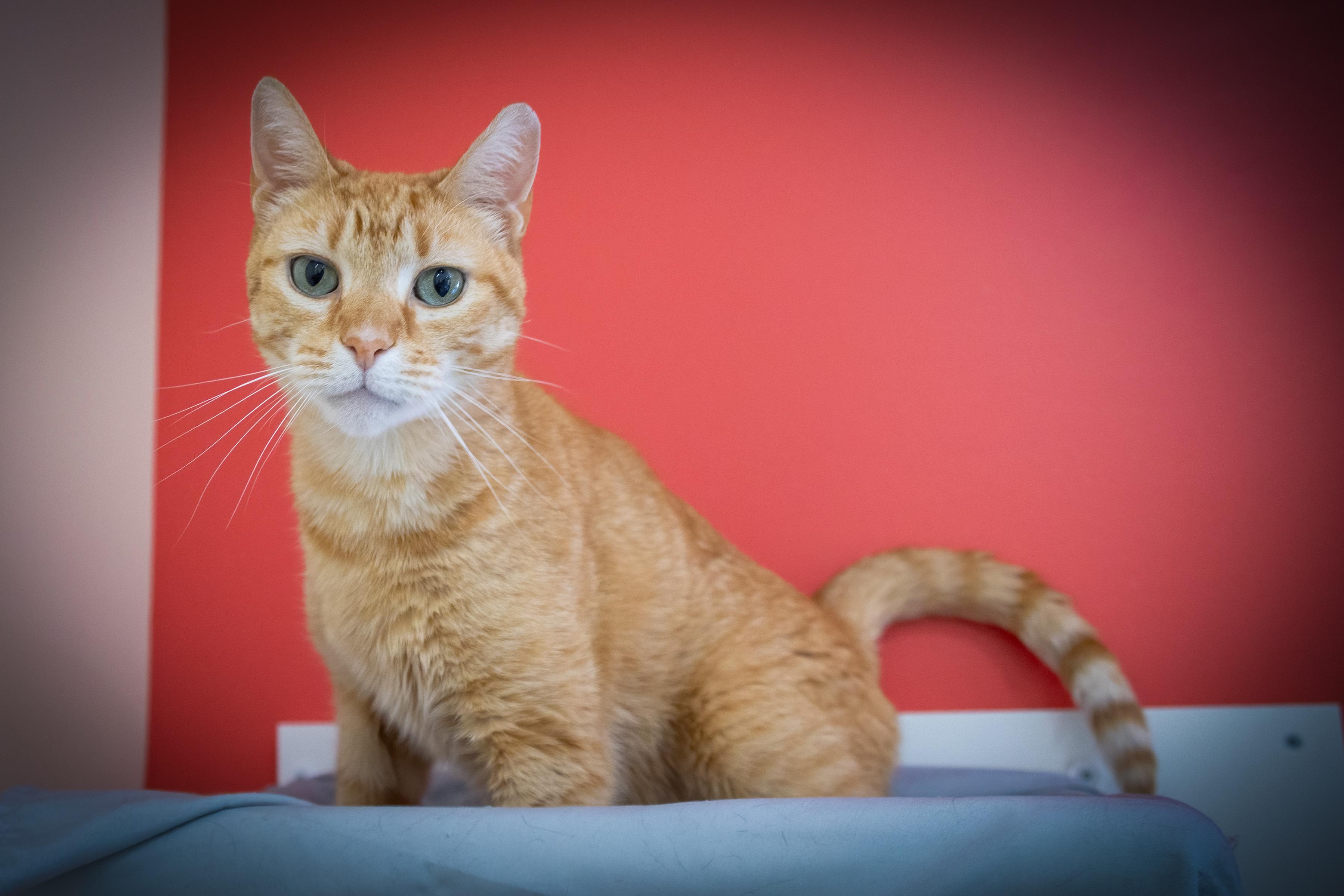 Handsome Harry (FCID# 06/02/25-80 BPS) KDC photo 5