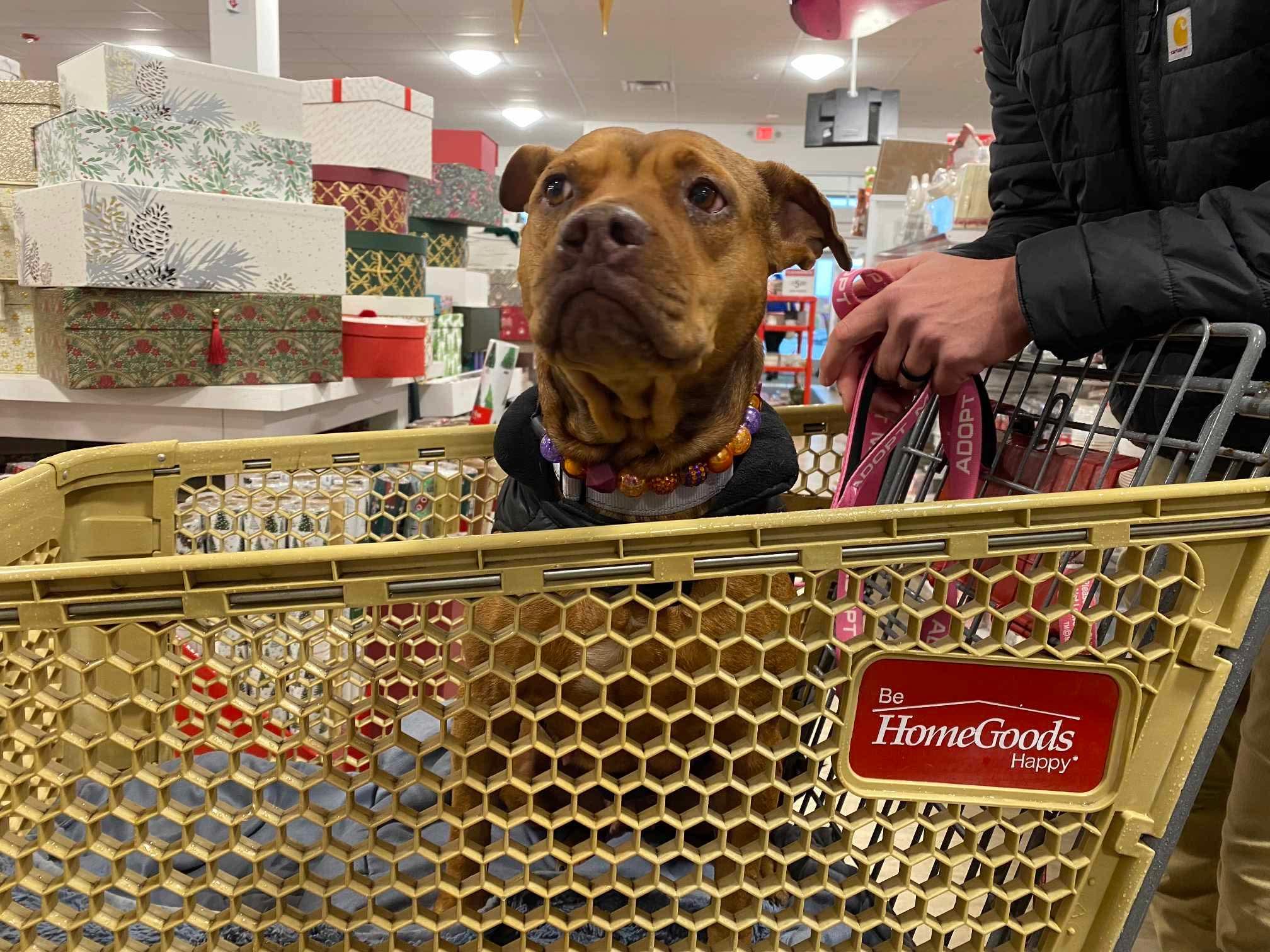 Enlarge Poppy, a Adoptable mixed breed in Argyle, NY image 3/6