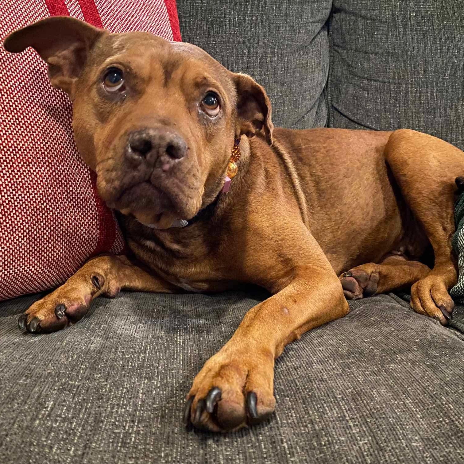 Enlarge Poppy, a Adoptable mixed breed in Argyle, NY image 2/6