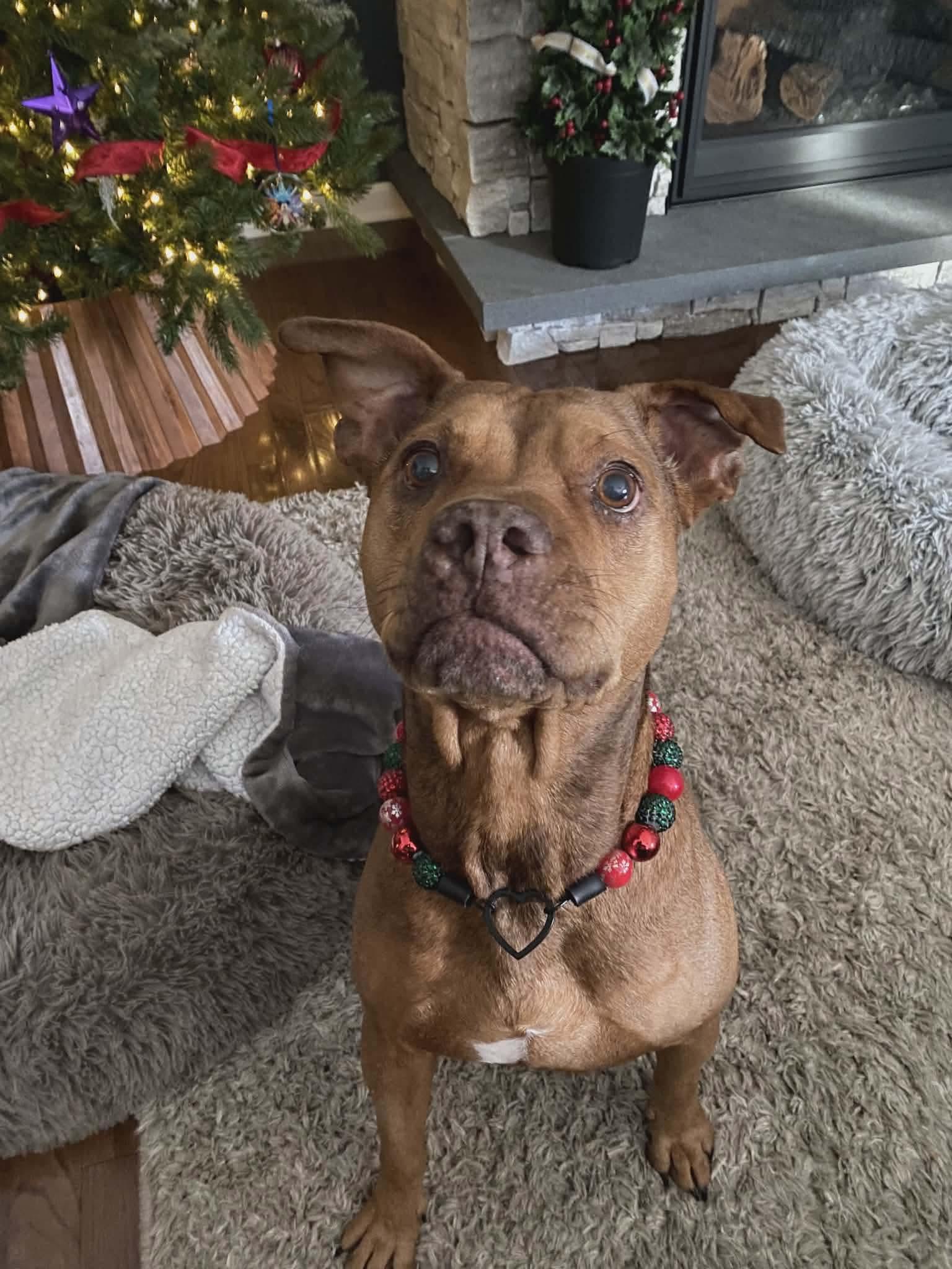 Enlarge Poppy, a Adoptable mixed breed in Argyle, NY image 6/6