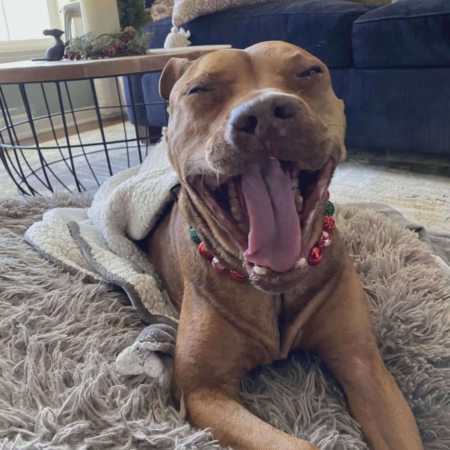 Enlarge Poppy, a Adoptable mixed breed in Argyle, NY image 1/6