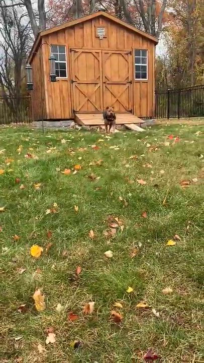 Enlarge Poppy, a Adoptable mixed breed in Argyle, NY video 5/6