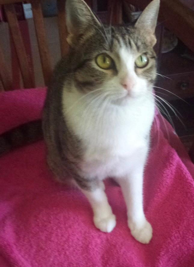 Maizy, Adoptable, Adult Female Domestic Short Hair.