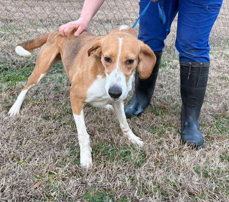 Enlarge Unknown, a Adoptable Treeing Walker Coonhound in Burgaw, NC image 1/1