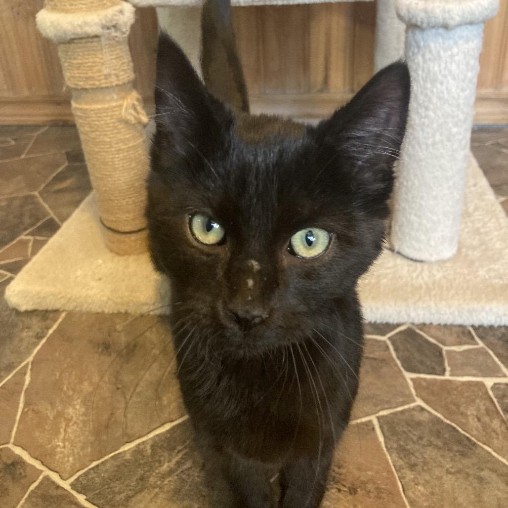 Rascal, Adoptable, Kitten Male Domestic Short Hair.