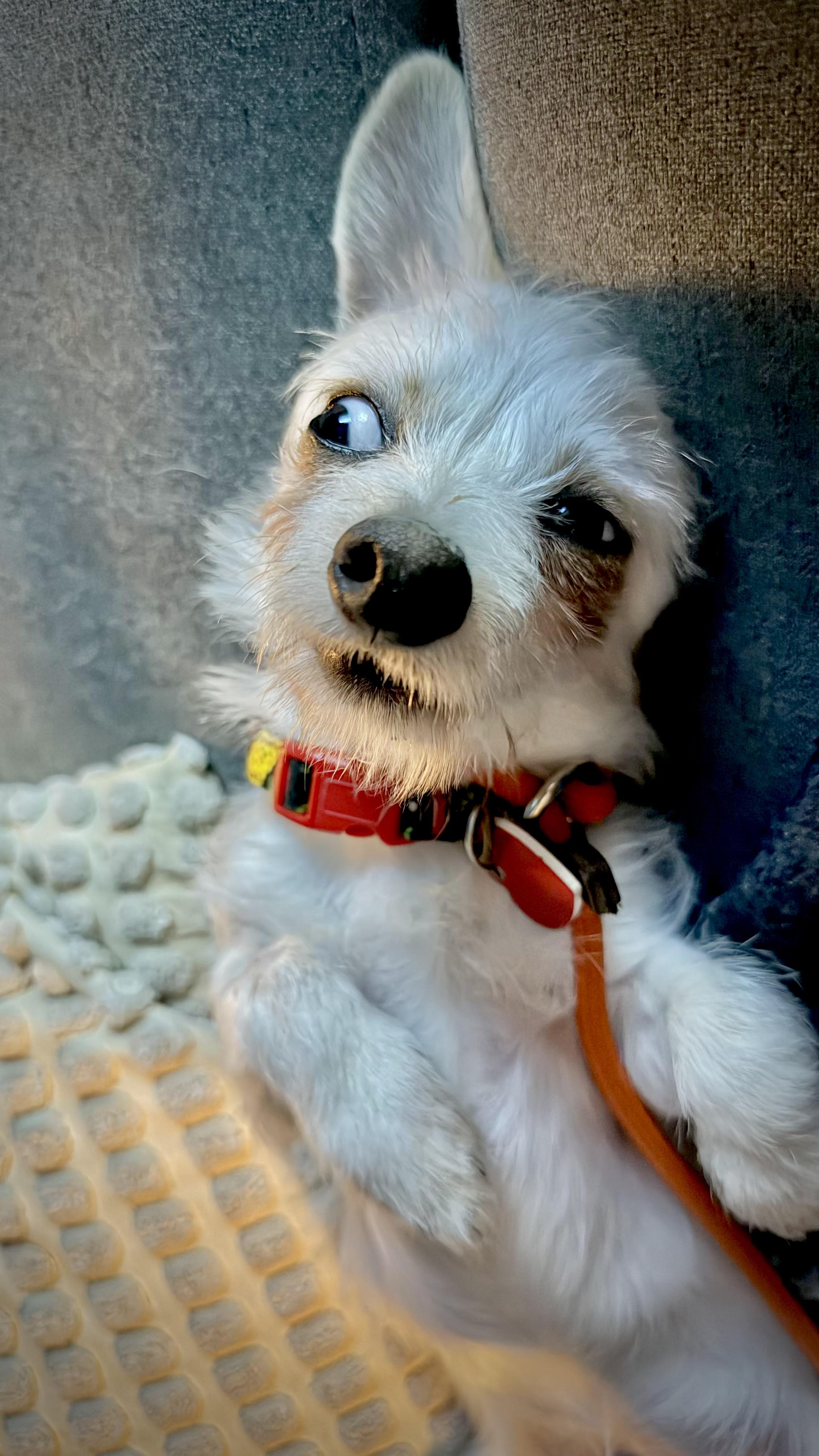 Creature Is Teeny Tiny thumbnail 2