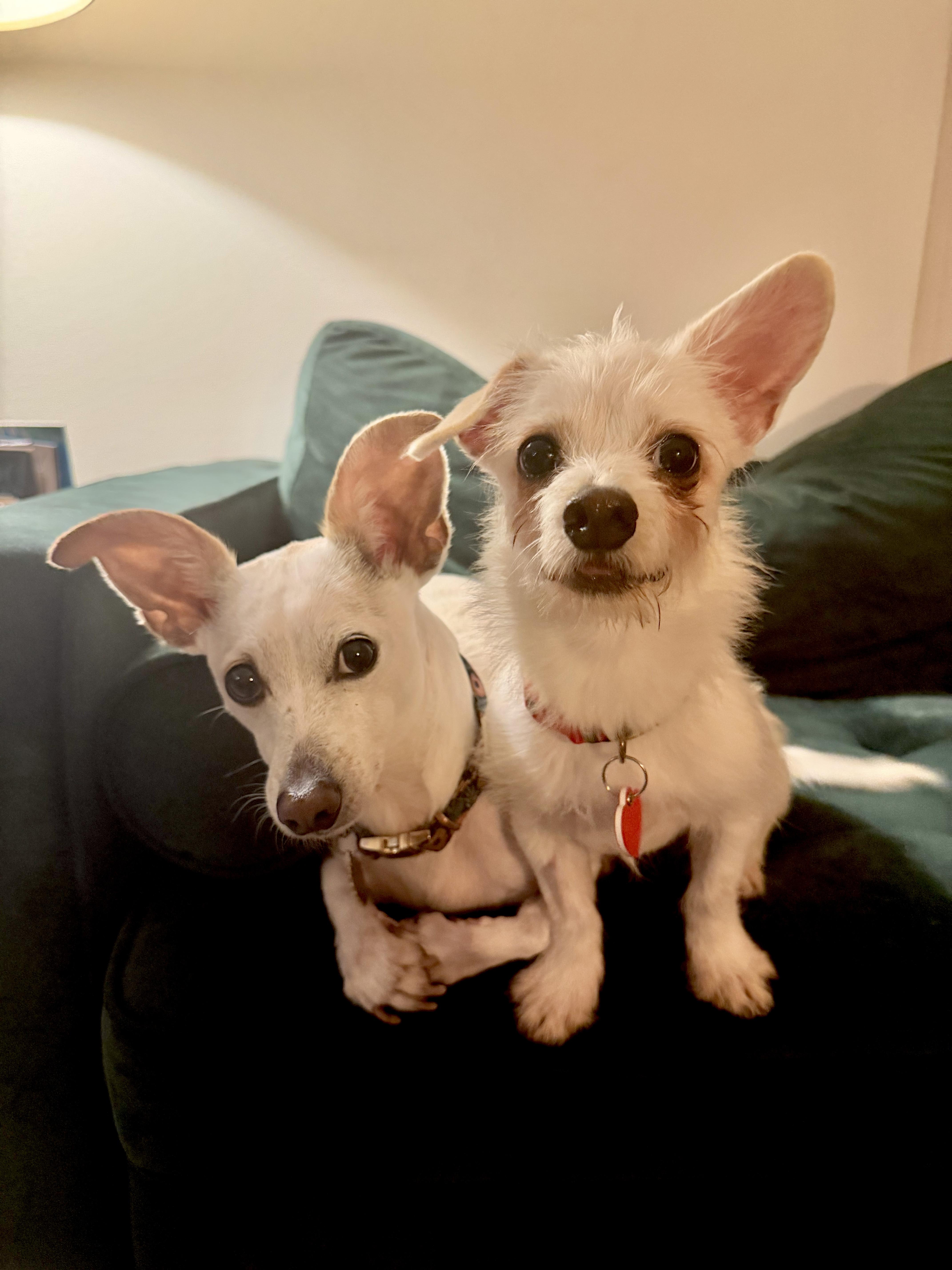 Creature Is Teeny Tiny thumbnail 3