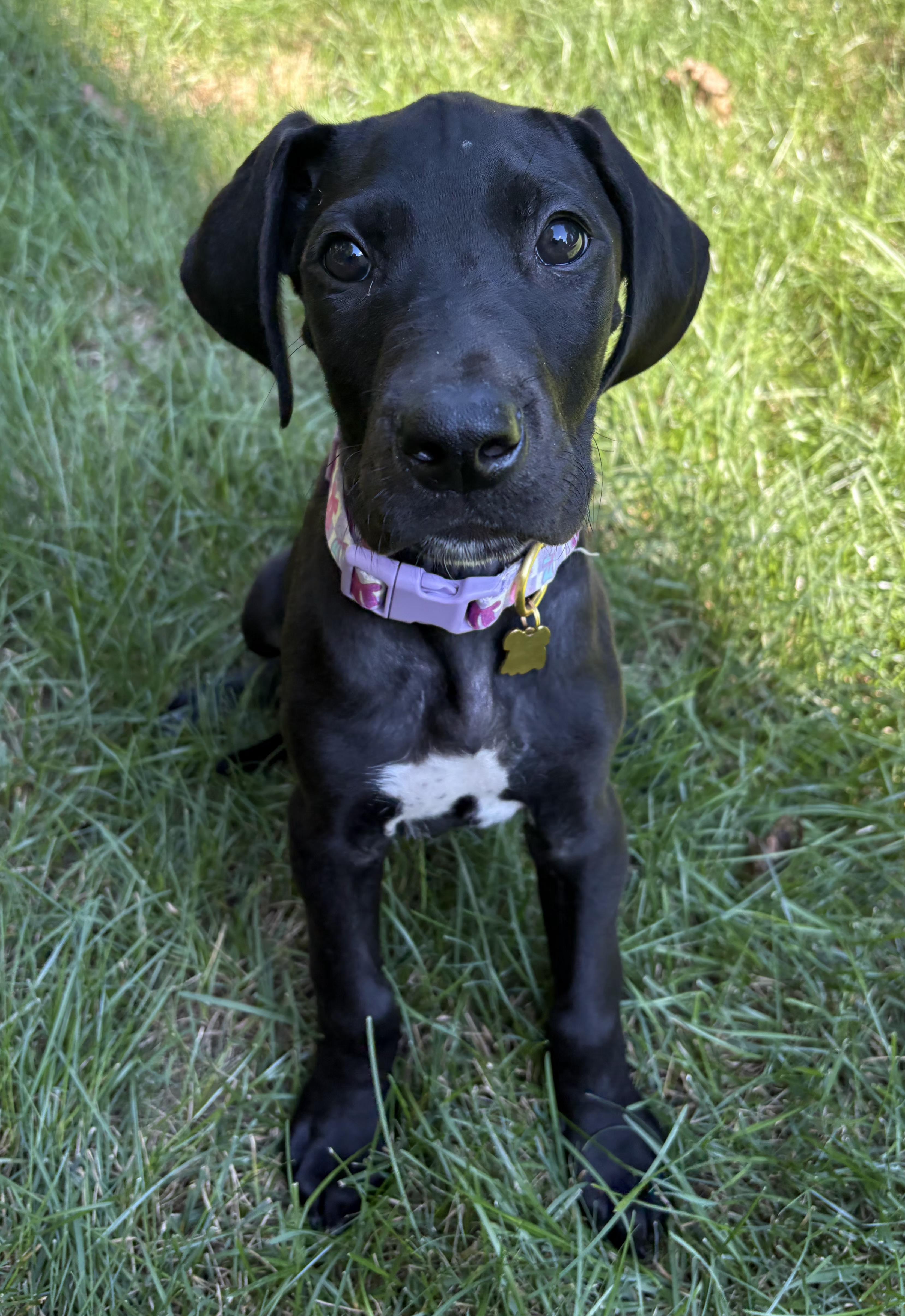 Maci, Adoptable, Puppy Female Great Dane.