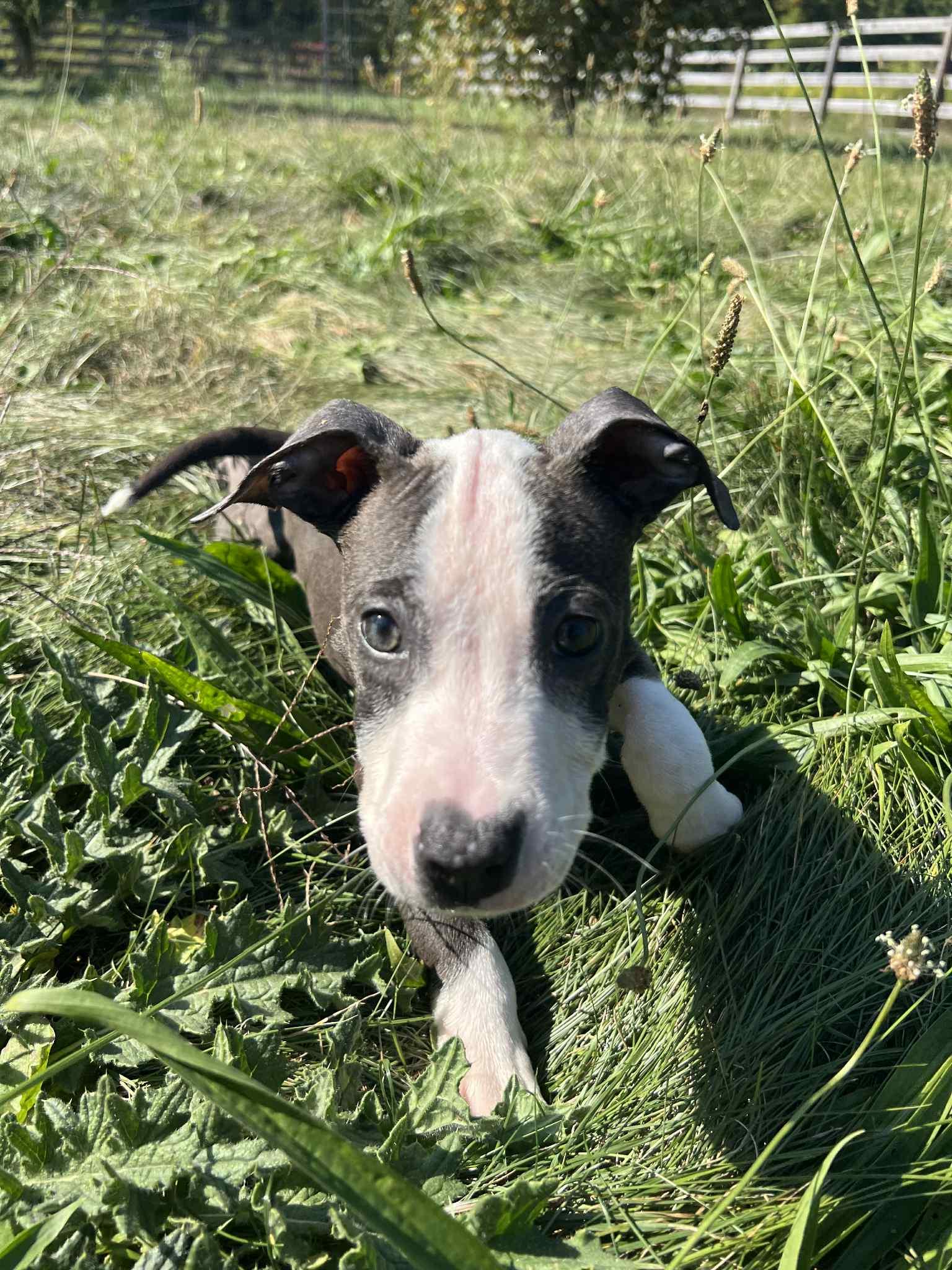Harmony - Pre Adoption