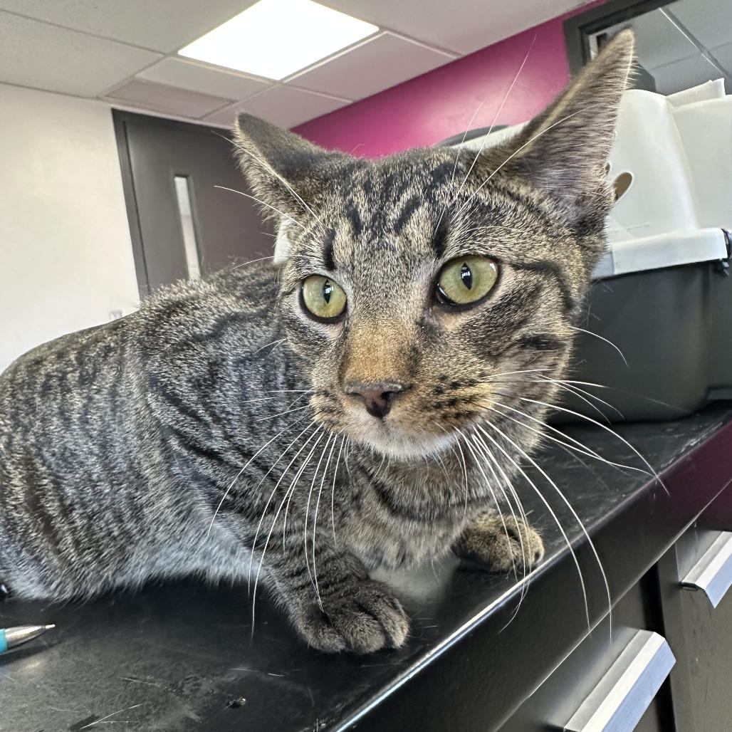 Enlarge Bean, a Adoptable American Shorthair in Ponca City, OK image 1/2