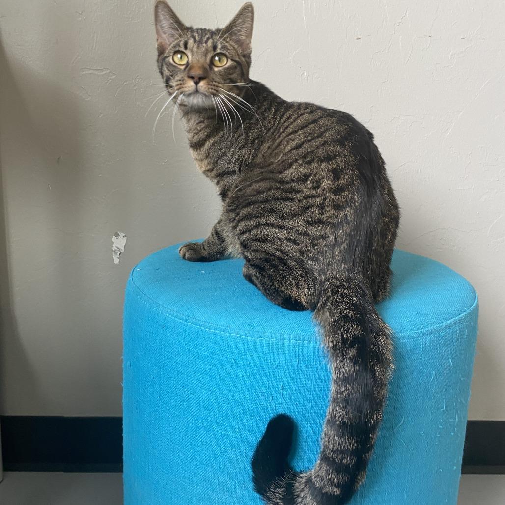 Enlarge Bean, a Adoptable American Shorthair in Ponca City, OK image 2/2