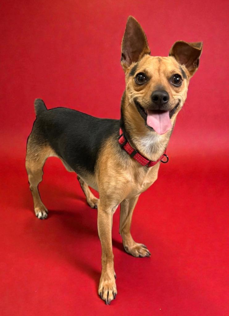 Enlarge Lucky Boy, a Adoptable Miniature Pinscher in Luling, TX image 2/2