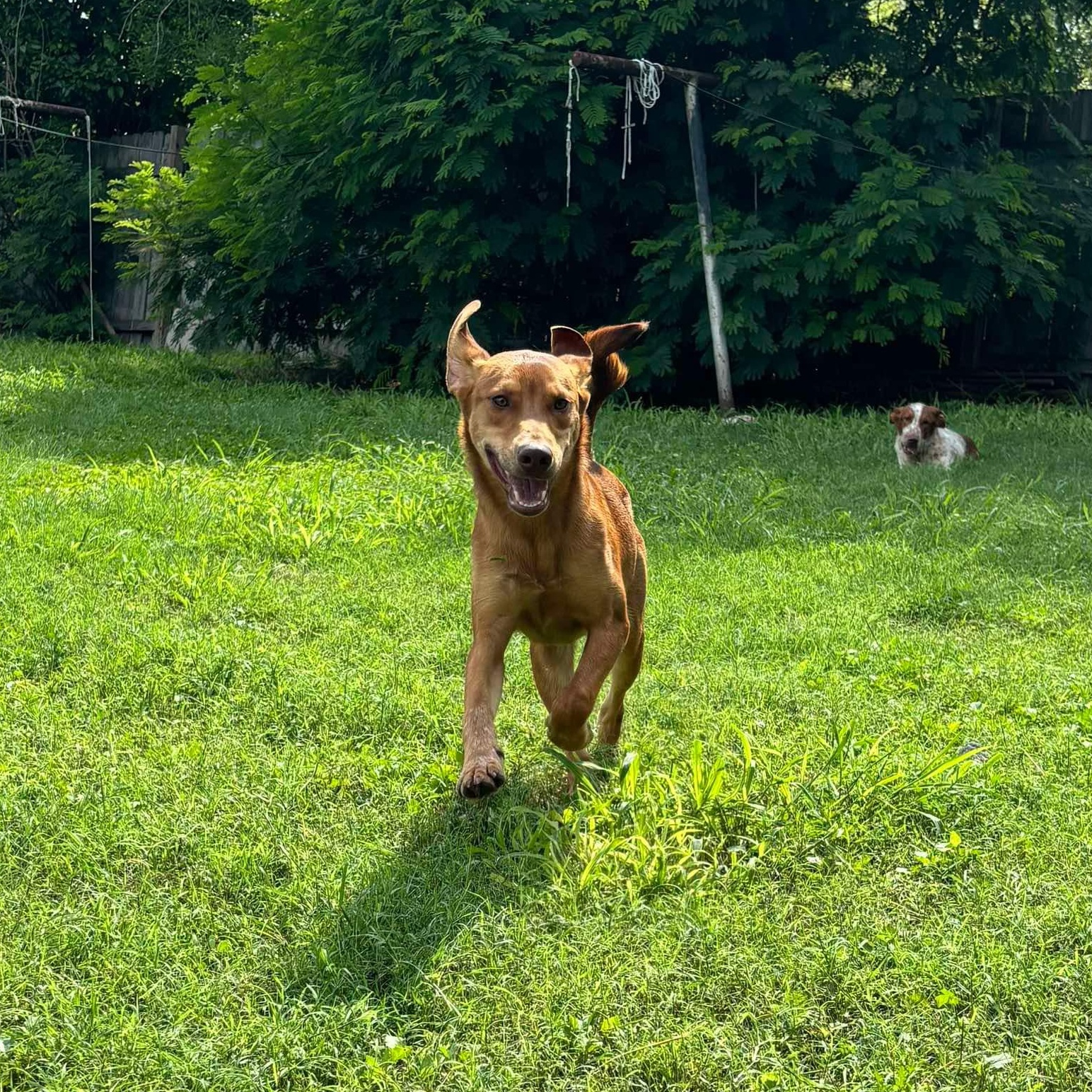 Dog for adoption Copper, an Australian Cattle Dog / Blue Heeler