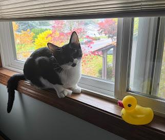 Poppy, a Adoptable Domestic Short Hair in Hillsboro, OR image 1/6