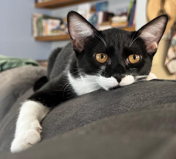 Poppy, a Adoptable Domestic Short Hair in Hillsboro, OR image 3/6