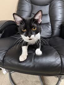 Poppy, a Adoptable Domestic Short Hair in Hillsboro, OR image 5/6