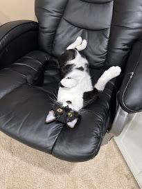 Poppy, a Adoptable Domestic Short Hair in Hillsboro, OR image 6/6