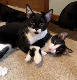 Poppy, a Adoptable Domestic Short Hair in Hillsboro, OR image 4/6