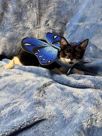 Poppy, Adoptable, Kitten Female Domestic Short Hair.