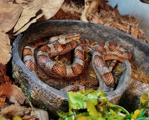 Sally - Corn Snake, Adoptable, Adult Female Corn / Rat.