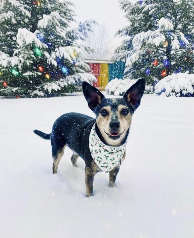 Puma, ADOPTABLE, Young Female Chihuahua & Dachshund.