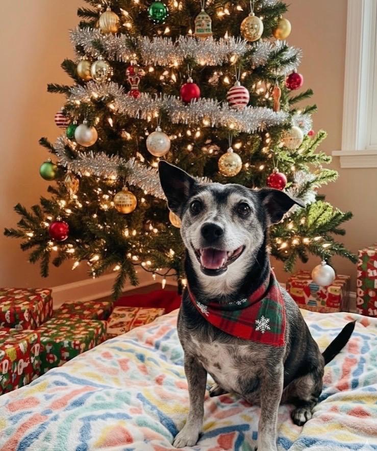 Enlarge Puma, a ADOPTABLE mixed breed in Elmhurst, IL image 2/4