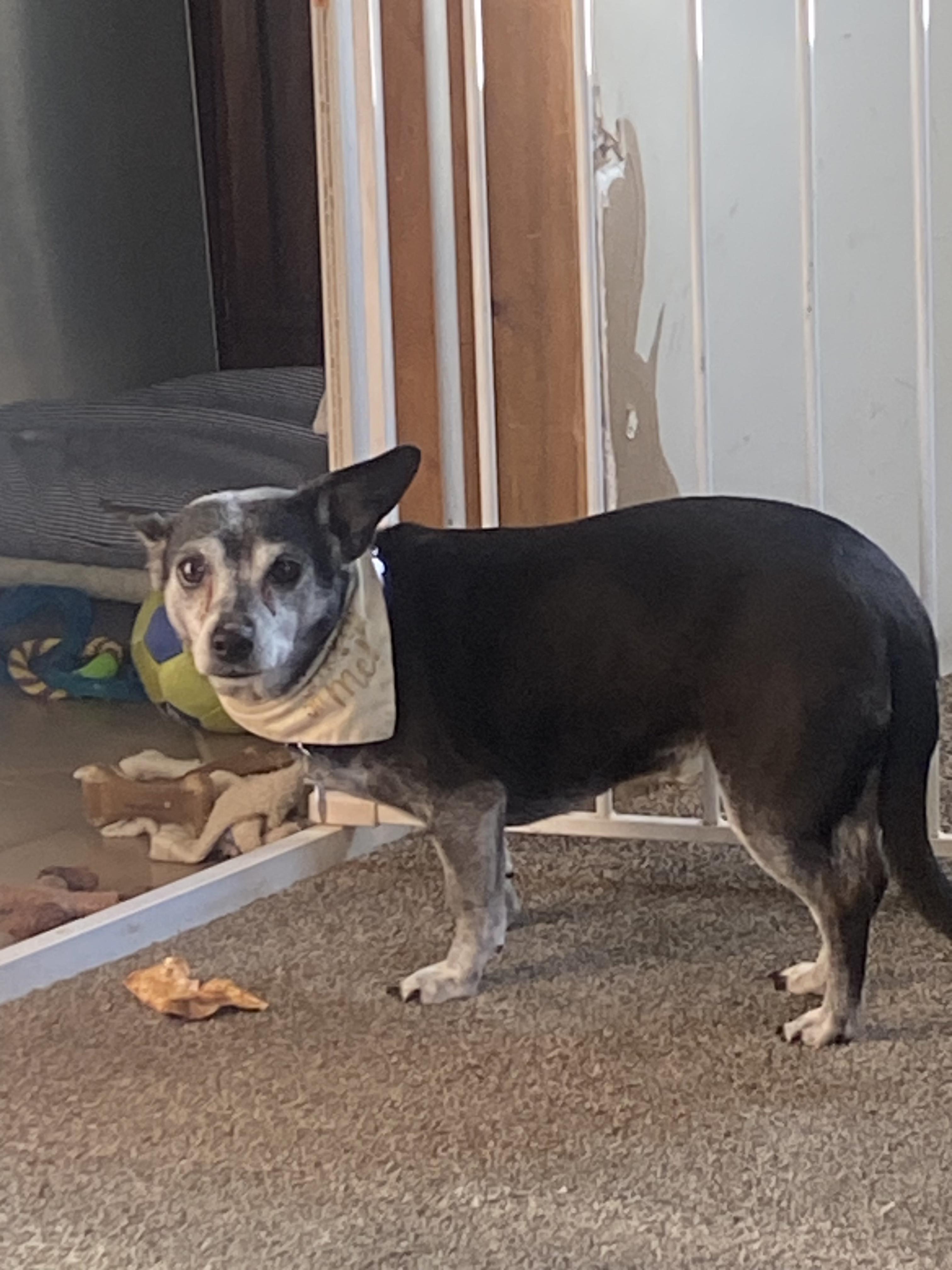 Enlarge Puma, a ADOPTABLE mixed breed in Elmhurst, IL image 4/4