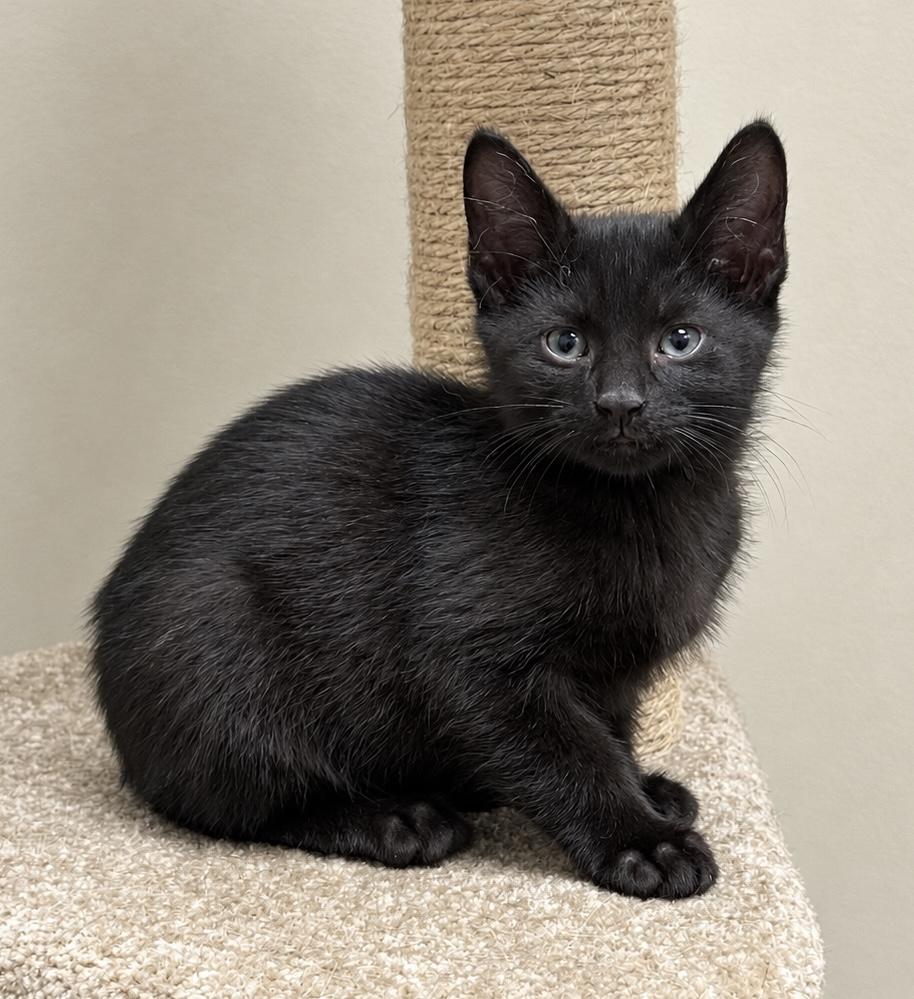 Galileo, Adoptable, Kitten Male Domestic Short Hair.