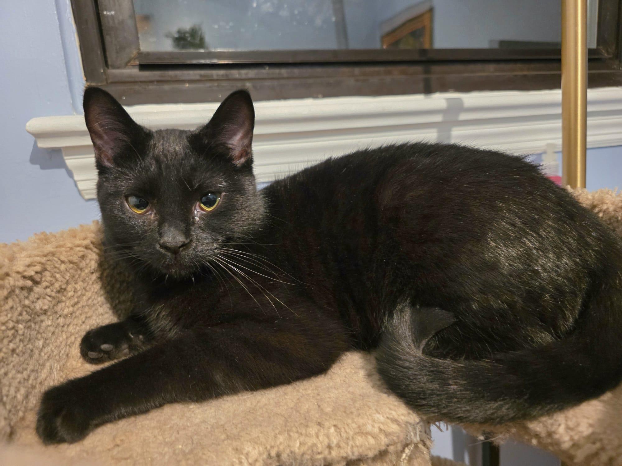Enlarge Mama Kuro, a Adoptable American Shorthair in Chattanooga, TN image 2/5