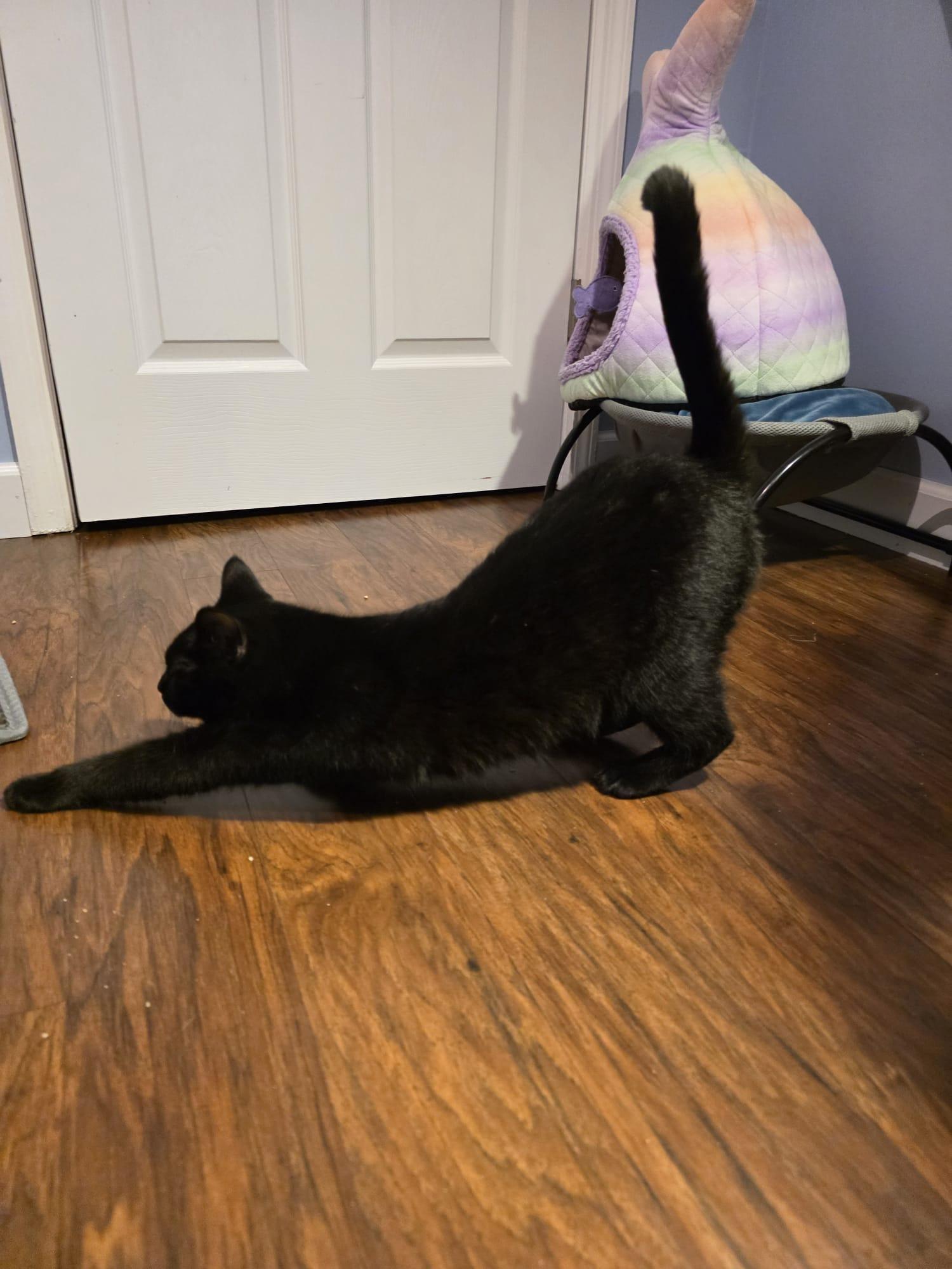 Enlarge Mama Kuro, a Adoptable American Shorthair in Chattanooga, TN image 4/5