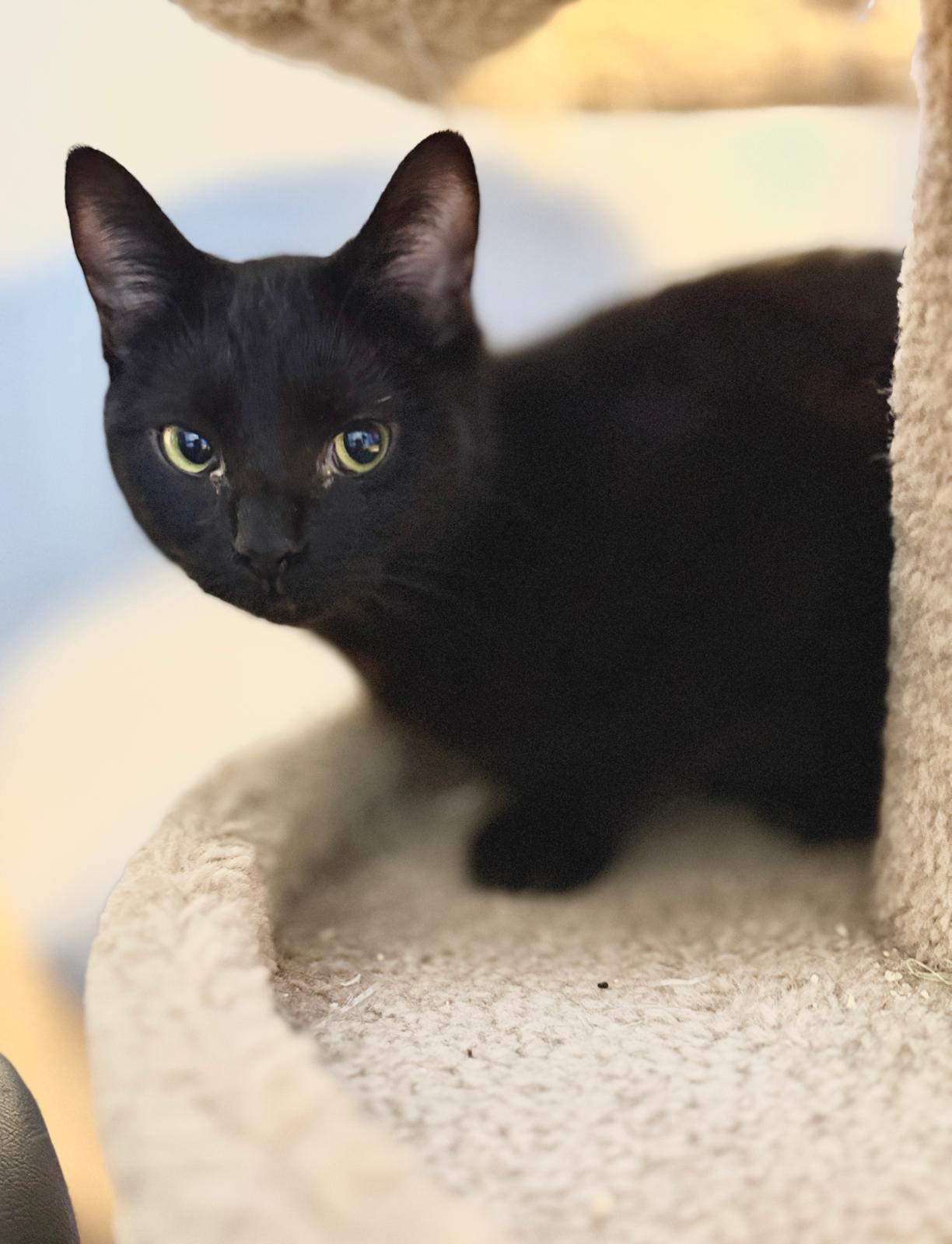 Mama Kuro, Adoptable, Adult Female American Shorthair.